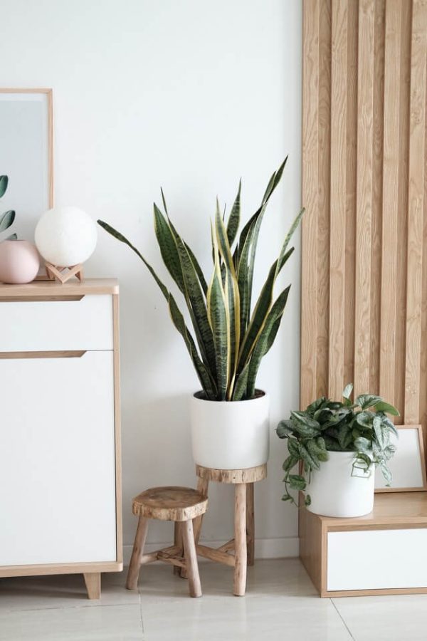 Sansevieria Golden Flame - Imagen 2